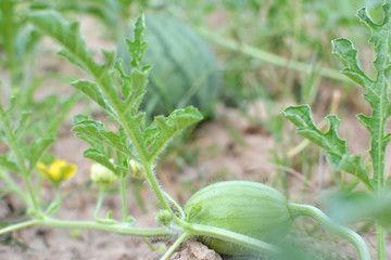 melon field with heaps of ripe watermelons in summer from Thailand 
