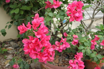 popping pod plant ground