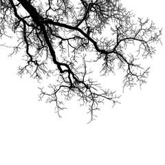 Realistic tree branches silhouette (Vector illustration).Eps10