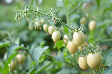 Tomato on a plant in the garden.from Thailand selective and soft focus