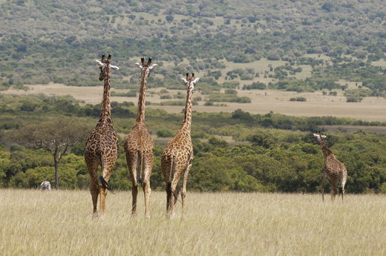 Masai giraffe (Giraffa camelopardalis), Masai Mara National Reserve, Kenya 