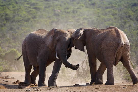 Elephants, Loxodonta africana, fighting in Addo Elephant National park, Eastern Cape