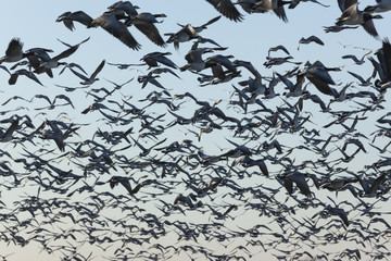 large flock of wild geese taking off