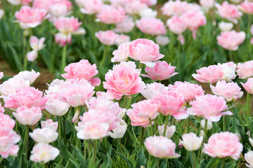 チューリップ畑