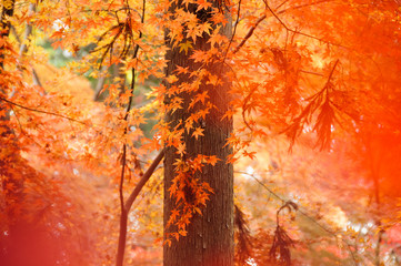 Autumn Foliage Forest