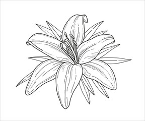 Lily flower monochrome vector illustration. Beautiful tiger lilly isolated on white background. Element for design of greeting cards and invitations