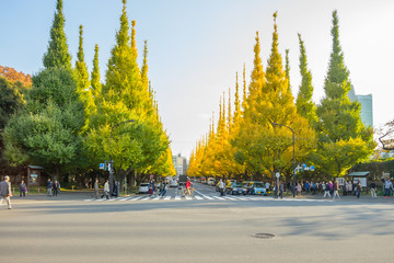 The traffic on the road under ginkgo trees at Icho Namiki Avenue, Meiji Jingu Gaien Park, Tokyo, Japan.