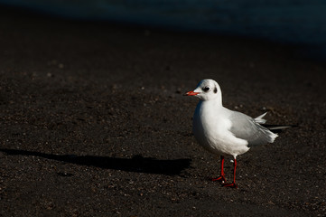 Thoughtful kind of gull.