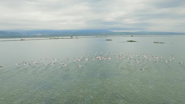 Aerial view on beautiful pink flamingos flying over the salt lake
