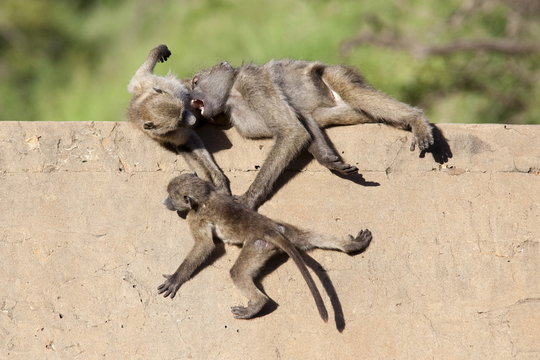 Chacma baboons (Papio cynocephalus ursinus) playing, Kruger National Park, Mpumalanga