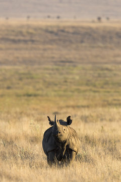 Black rhino (Diceros bicornis), Lewa Wildlife Conservancy, Laikipia, Kenya