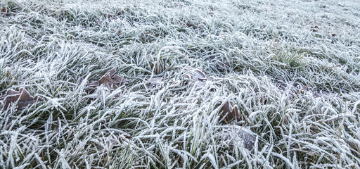 Grashalme mit Raureif