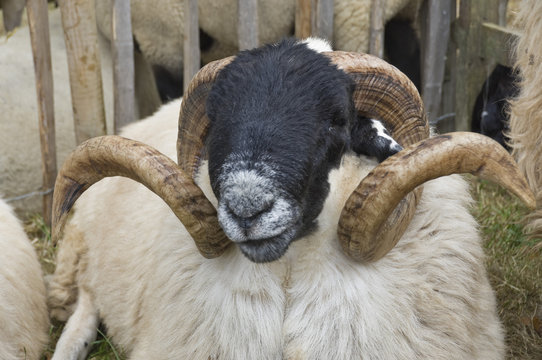 Dartmoor sheep, ram's head with curly horns, Widecombe Fair, Dartmoor, Dartmoor National Park, Devon