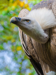Griffon vulture head