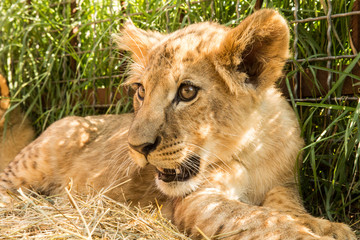 Portrait of lion cub