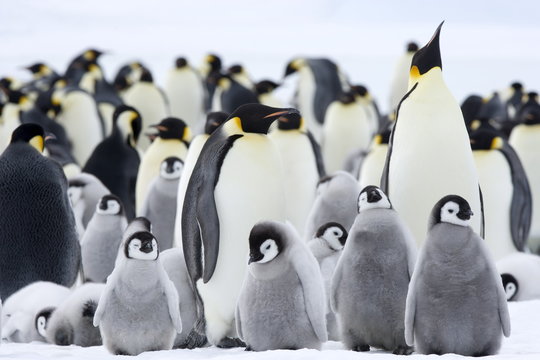 Emperor penguins (Aptenodytes forsteri) and chicks, Snow Hill Island, Weddell Sea, Antarctica