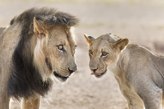 Pride male liion (Panthera leo) with sub adult male, Kgalagadi Transfrontier Park