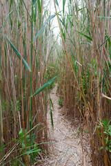 Footpath in a reed