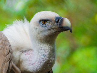 Griffon vulture head