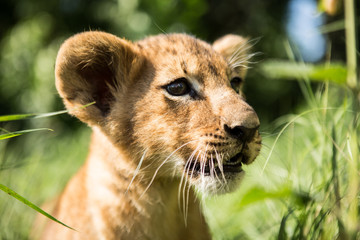 Portrait of lion cub