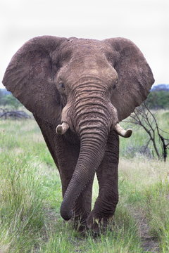 Bull elephant (Loxodonta africana), Madikwe Deserve, North West Province