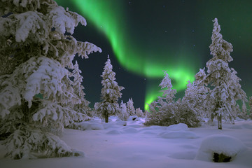 Northern Lights - Aurora borealis over snow-covered forest. Beautiful picture of massive multicoloured green vibrant Aurora Borealis, Aurora Polaris, also know as Northern Lights in the night sky. © Olonkho