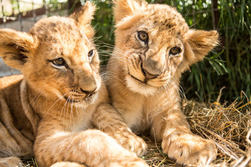 Portrait of two lion cubs