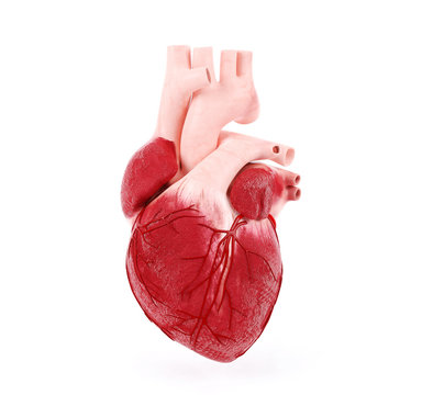 Medical illustration of a human heart, 3D rendering