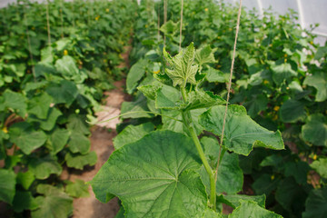 growing of cucumber in greenhouse