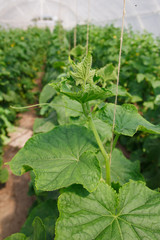 growing of cucumber in greenhouse