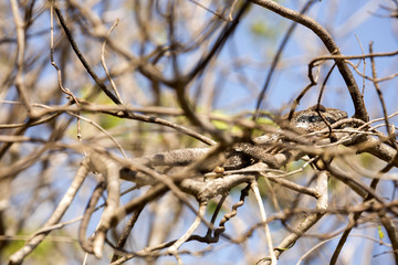 Petter's Chameleon, Furcifer Petteri is relatively abundant in the coastal areas of northern Madagascar