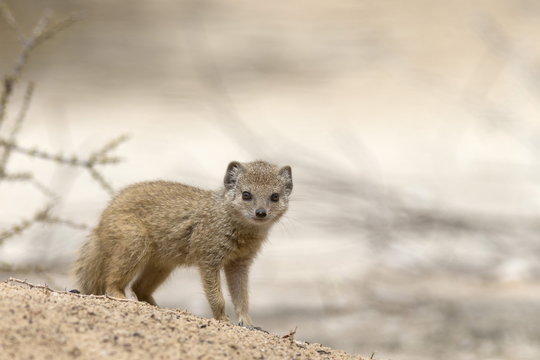 Baby yellow mongoose (Cynictis penicillata), Kgalagadi Transfrontier Park, Northern Cape, Afruca