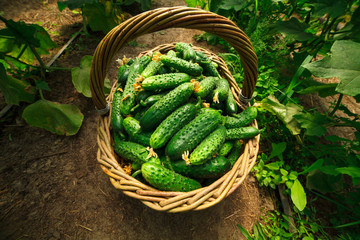 Cucumbers are folded in a basket in a greenhouse © ripman05