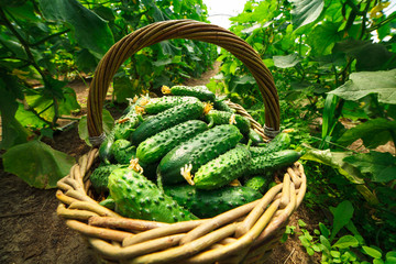 Cucumbers are folded in a basket in a greenhouse
