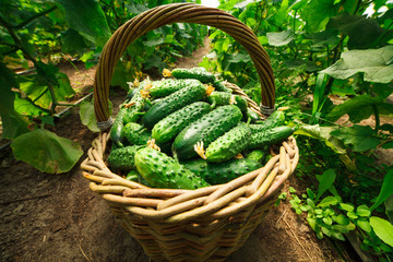 Cucumbers are folded in a basket in a greenhouse