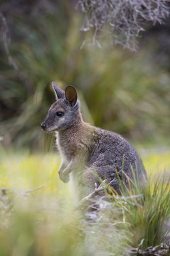 Tammar wallaby (Macropus eugenii), Kangaroo Island, South Australia