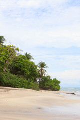 Trees and sand beach montezuma