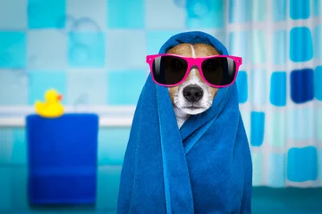 Photo sur Plexiglas Chien fou chien dans la douche ou le spa bien-être