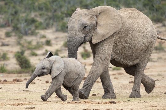 African elephant (Loxodonta africana) and calf, running to water, Addo Elephant National Park