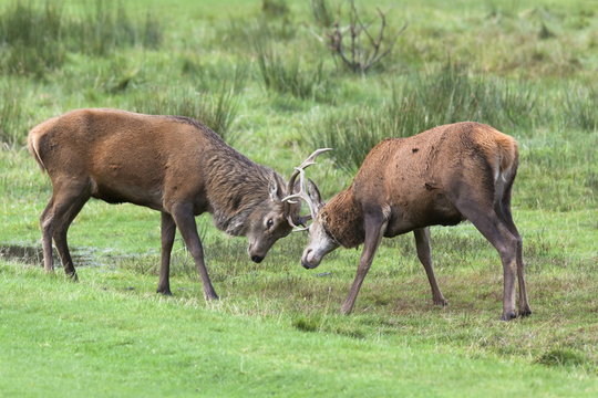 Red deer stags sparring (Cervus elaphus), Arran, Scotland