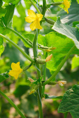 Organic greenhouse full of cucumber plants