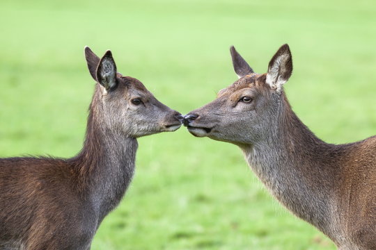 Red deer hind with young (Cervus elaphus), Arran, Scotland