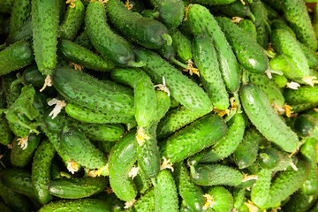 Pile of fresh green cucumber