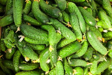Pile of fresh green cucumber