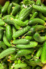 Pile of fresh green cucumber