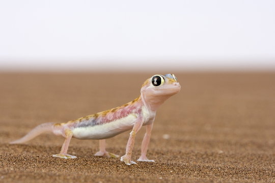 Webfooted gecko (Palmatogecko rangei), Namib Desert, Namibia