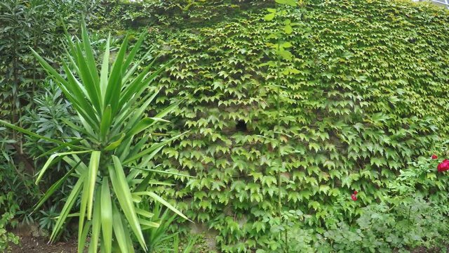 Stone wall with climbing plants