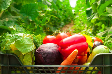 Box with vegetables in a greenhouse