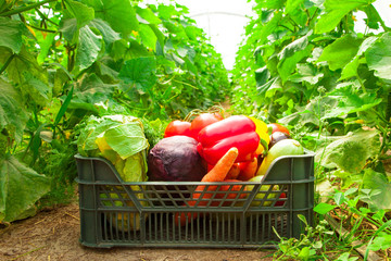 Box with vegetables in a greenhouse