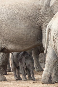 African elephant (Loxodonta africana) new-born calf, Addo Elephant National Park